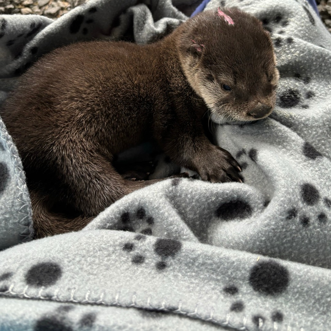 injured otter