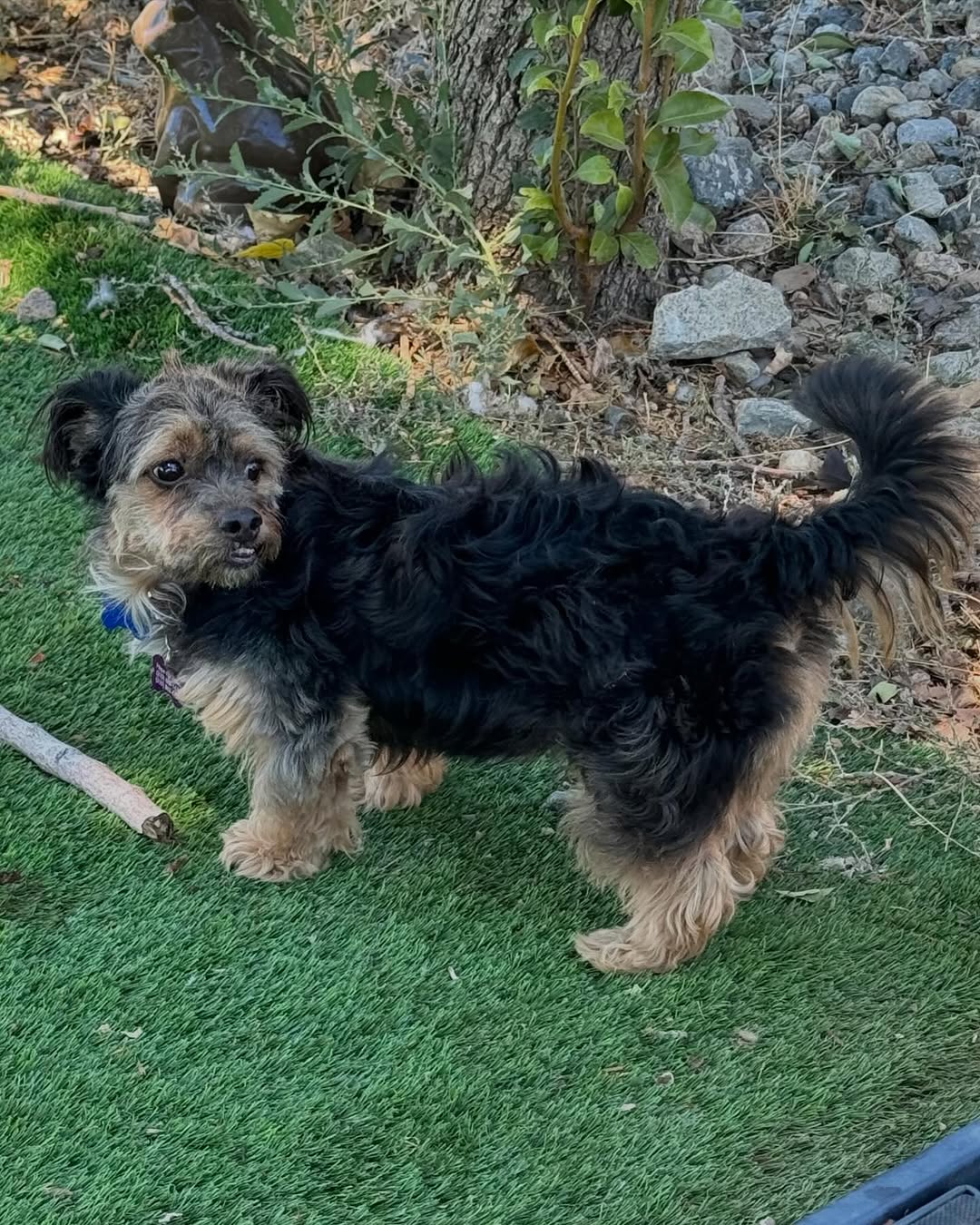 little black and brown dog in nature