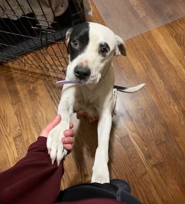 man and dog shaking hands