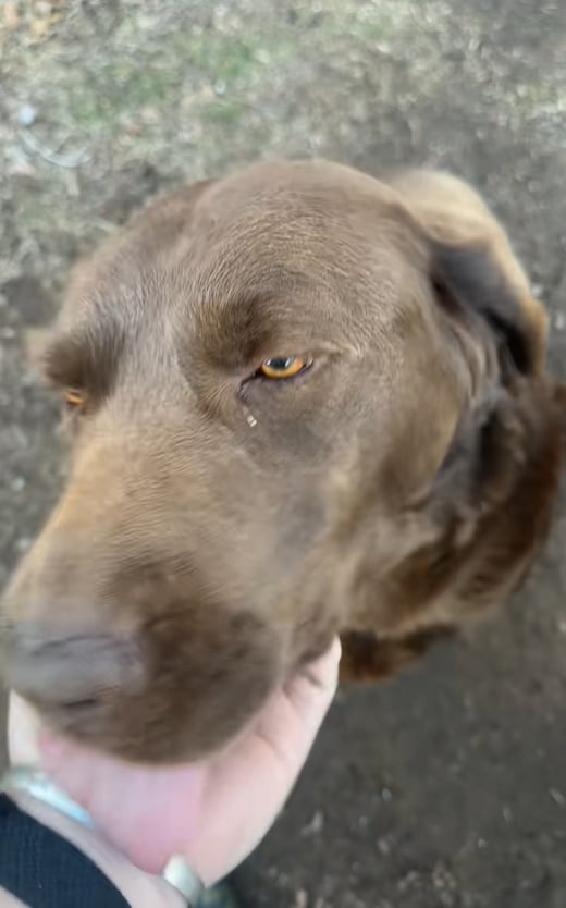 man petting a dog