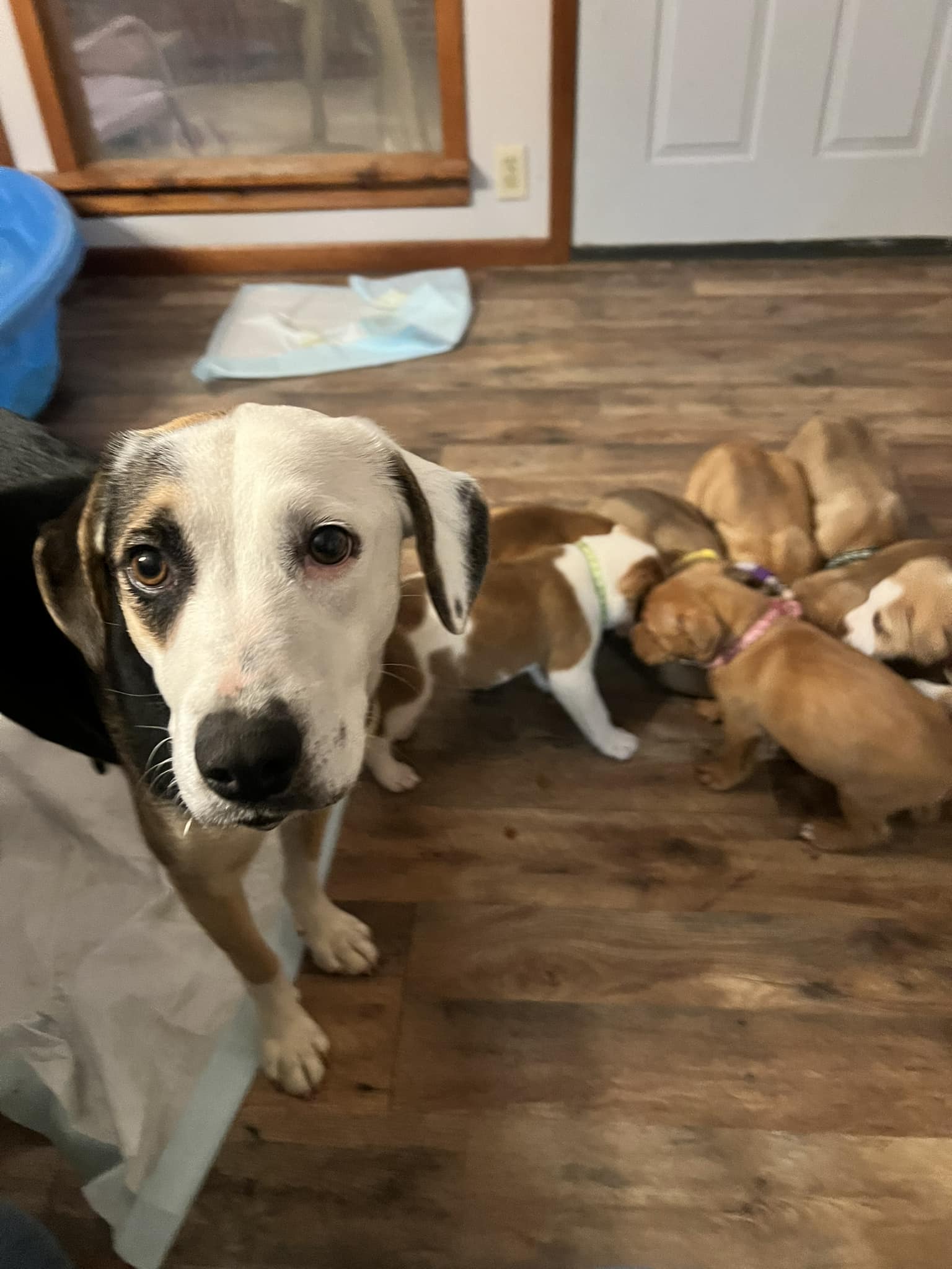 mother dog and puppies in house