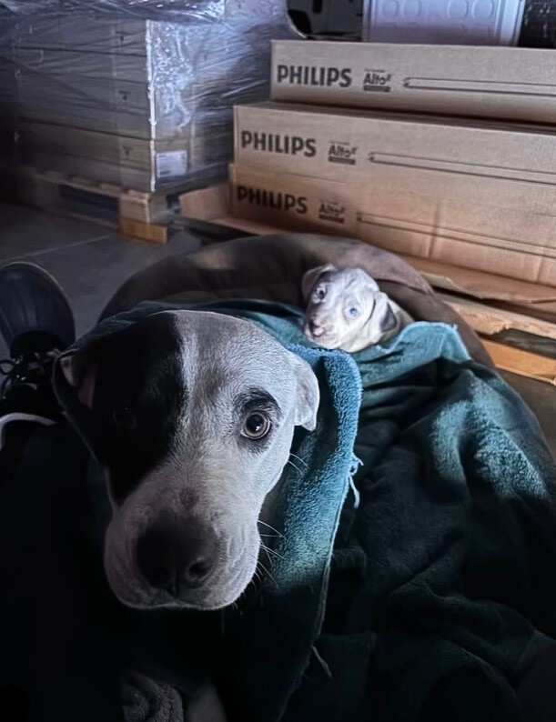 mother dog and puppy under blanket