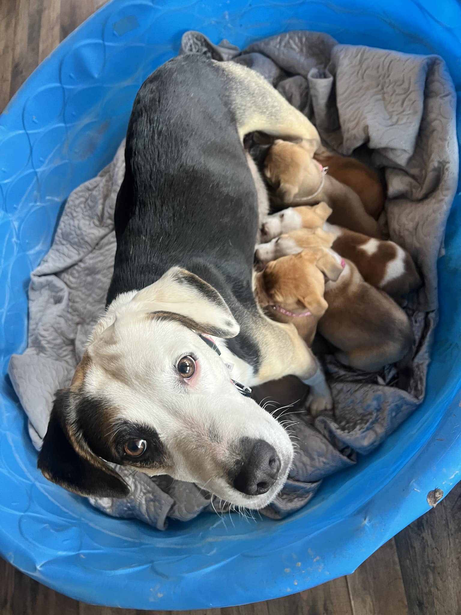 mother dog feeding a puppies