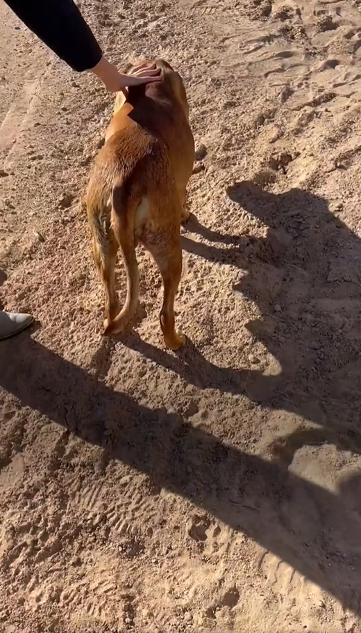 mother dog walking on a sand