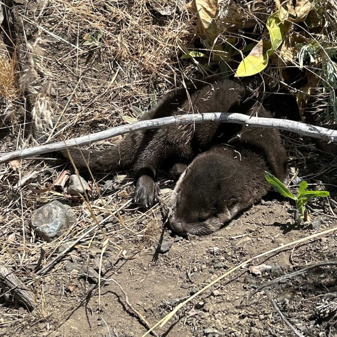 otter laying down