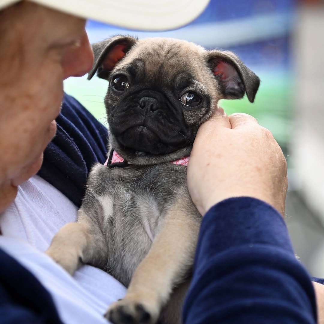 owner and tiny pug