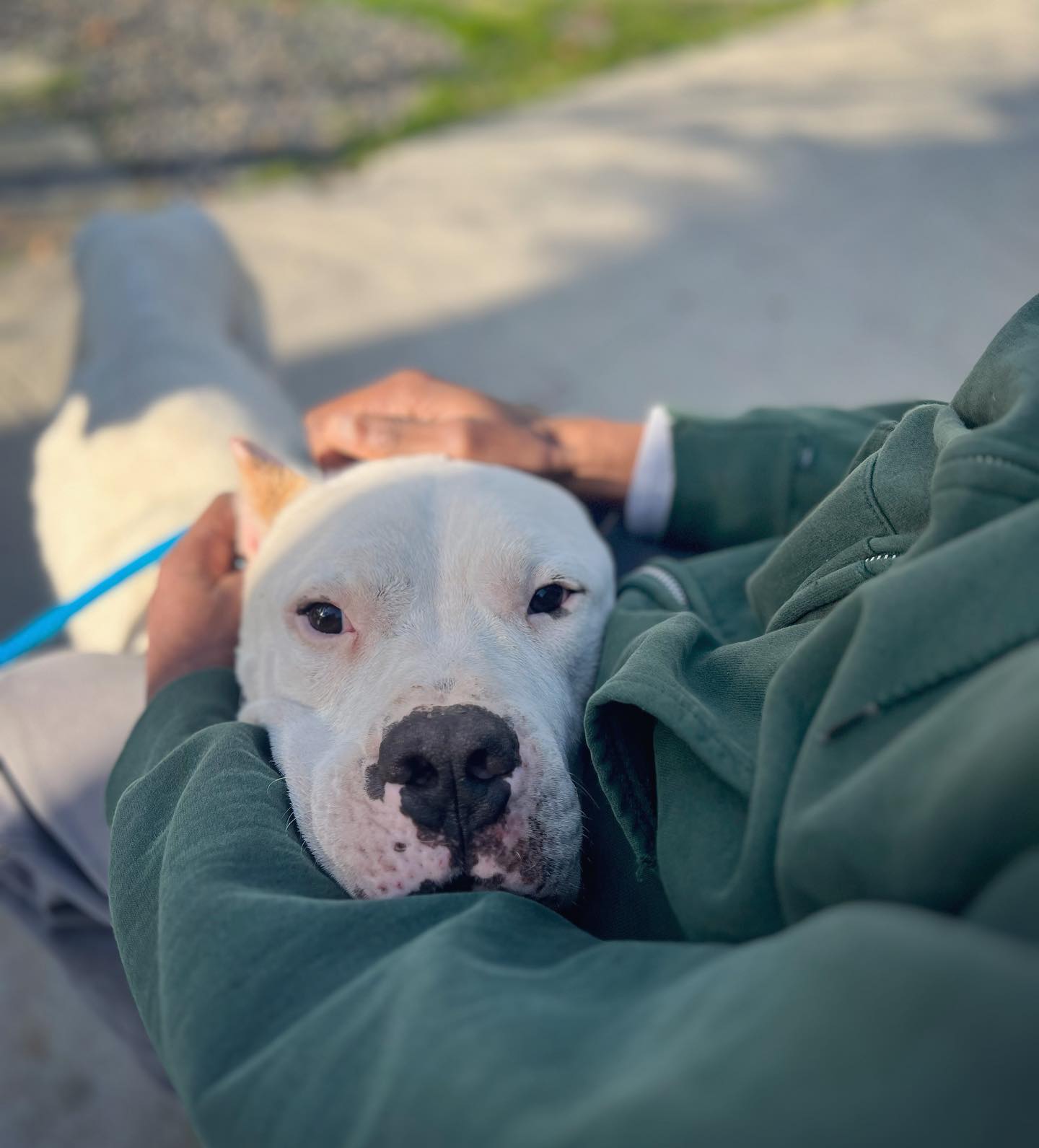 owner and white dog