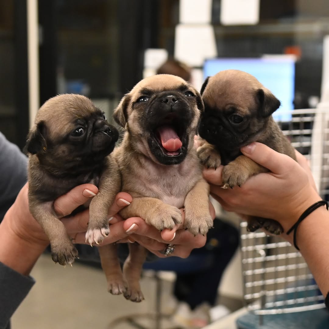 owner holding a three puppies