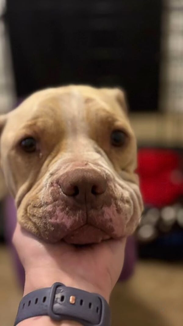 owner petting a sweet dog