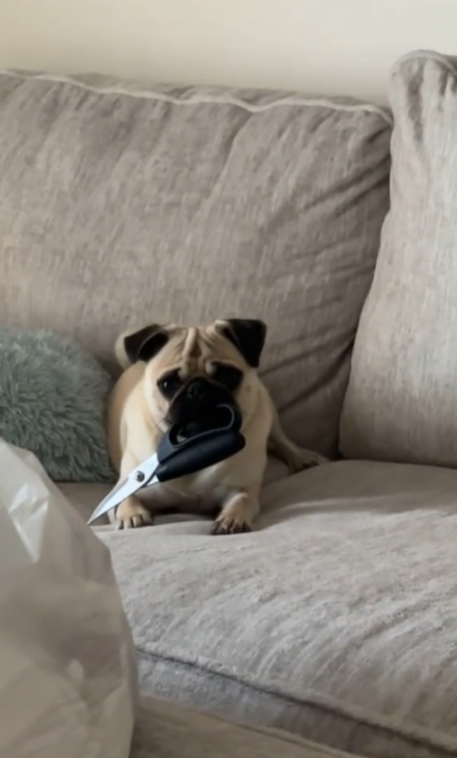 pug holding a scissors