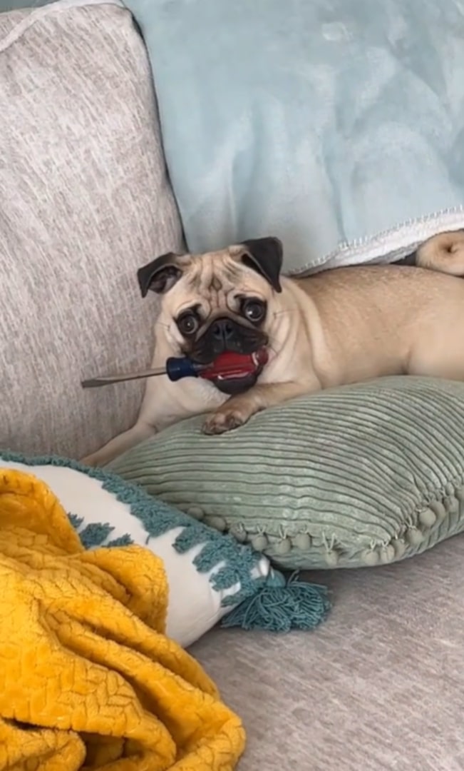 pug holding a screwdriver