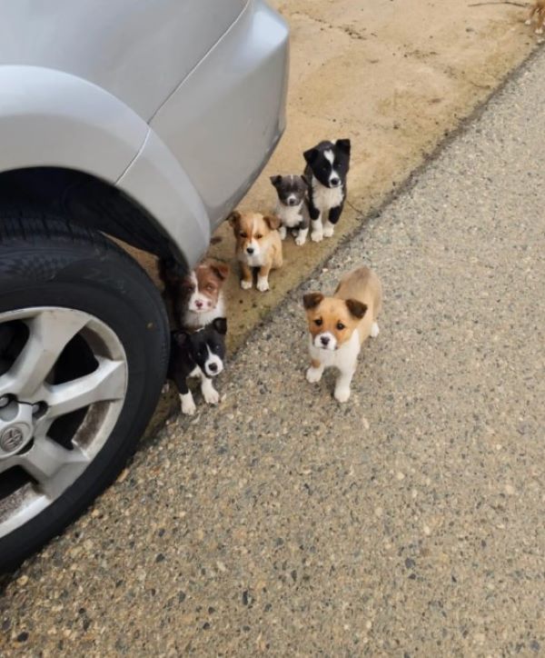 puppies near car