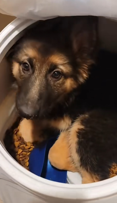 puppy in container