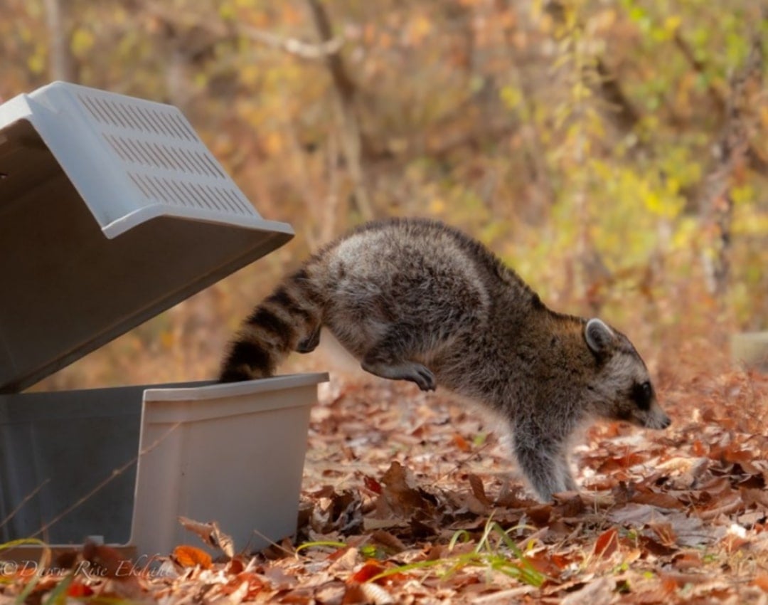 raccoon running into wild