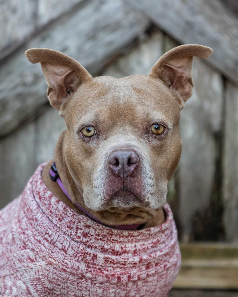 senior dog with clothes