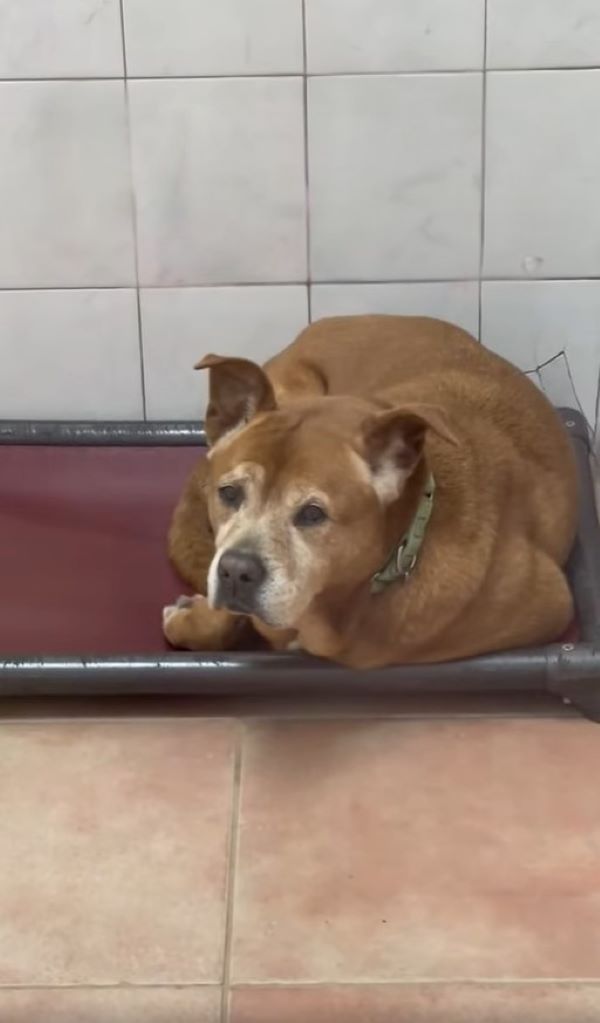 senior shelter dog