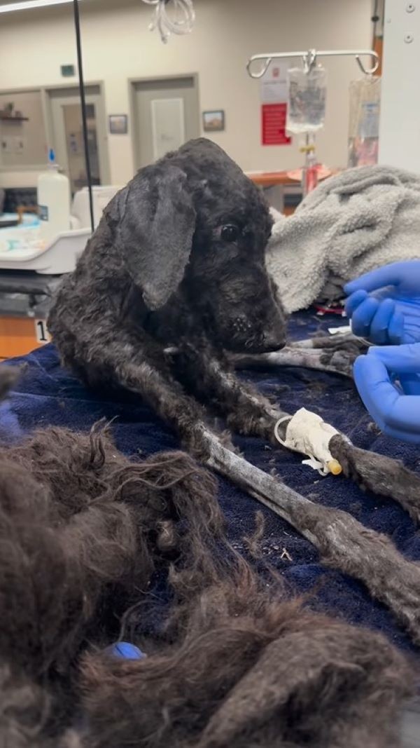 shaved black dog