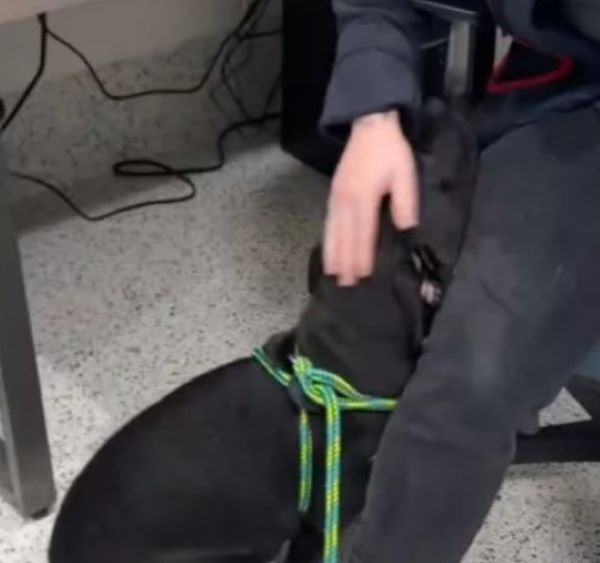 shelter stuff petting a dog