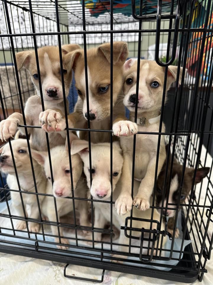 small puppies in a crate