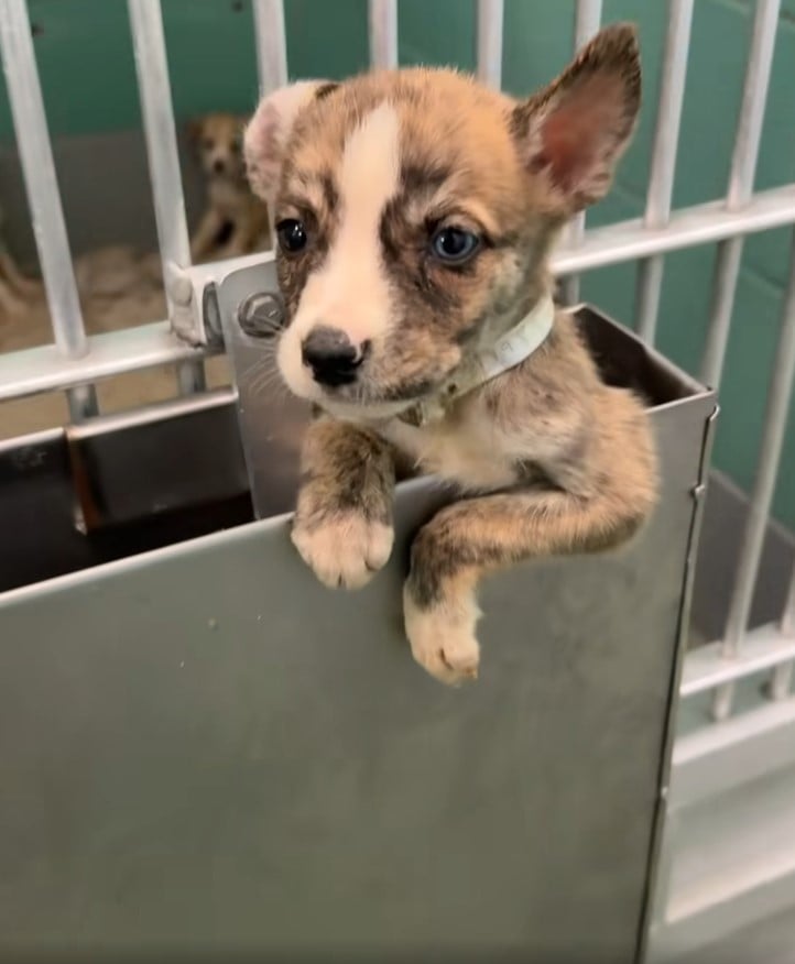 small puppy sticking out of his slick feeder