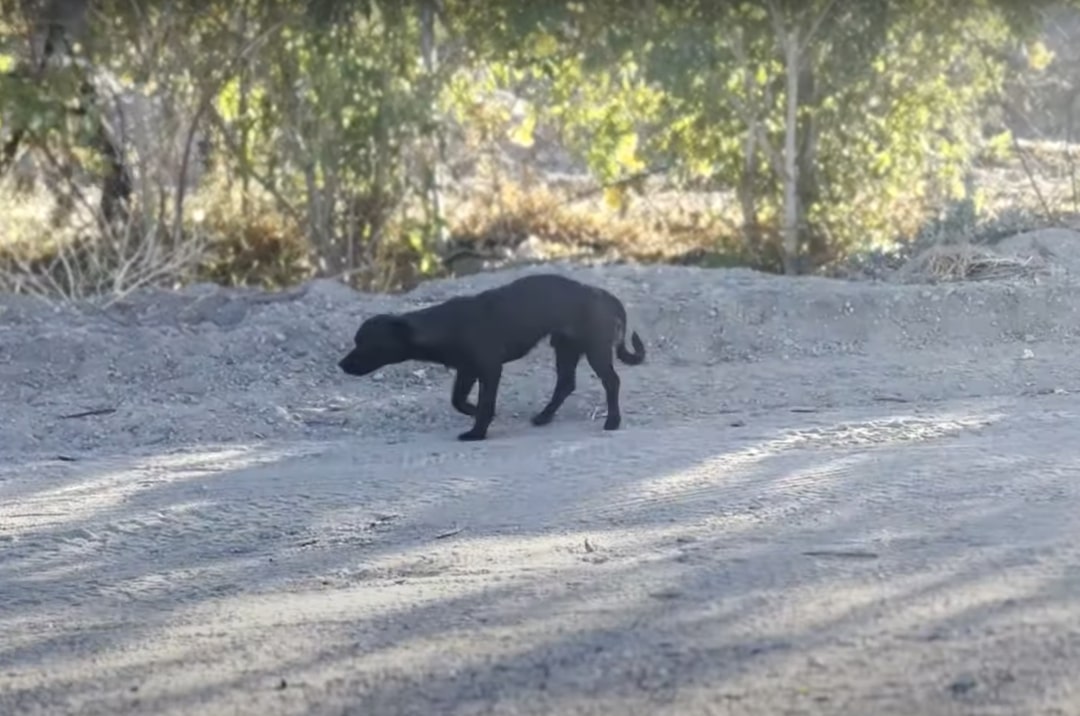 stray black dog