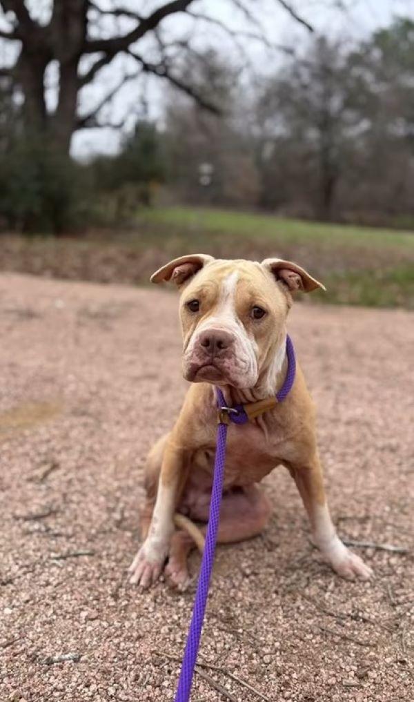 sweet dog on leash