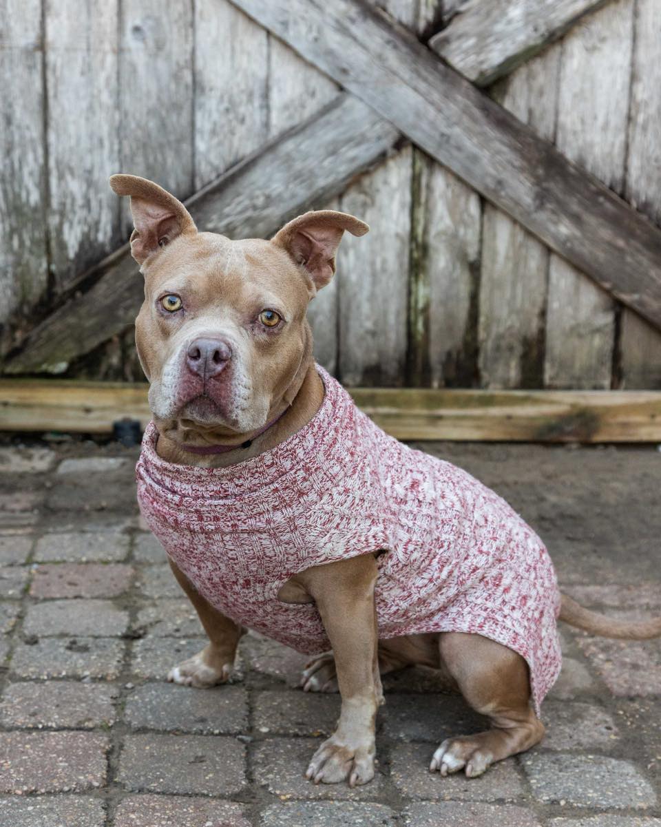 sweet dog with clothes on