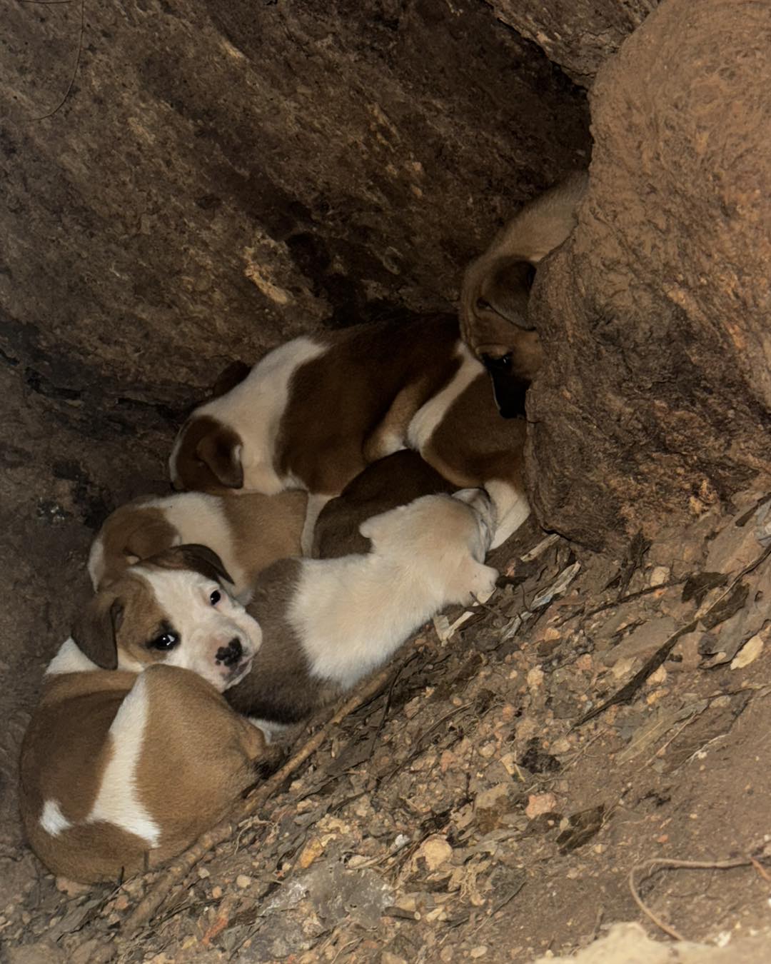 sweet puppies laying together