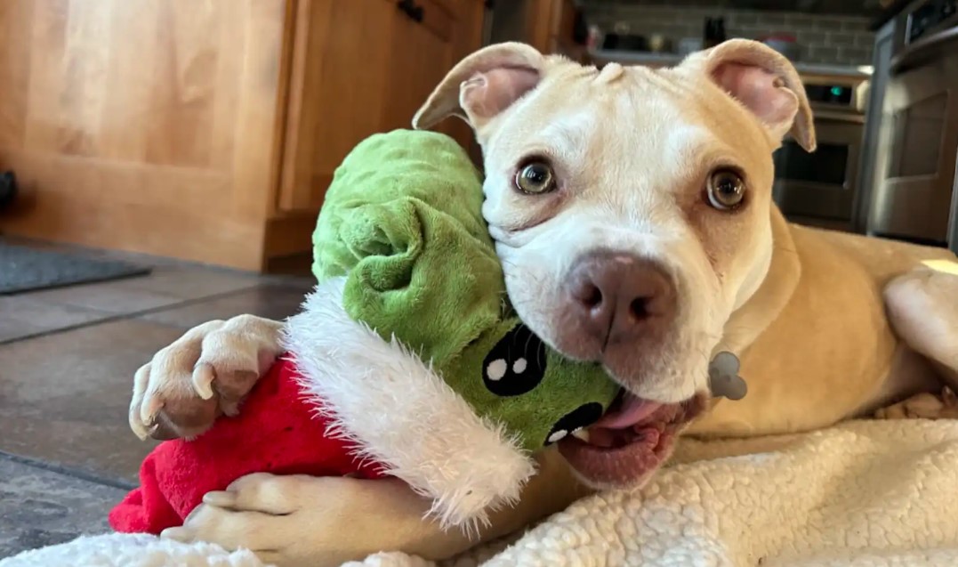 sweet puppy and toy