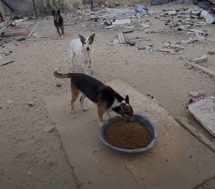 three dogs eating food