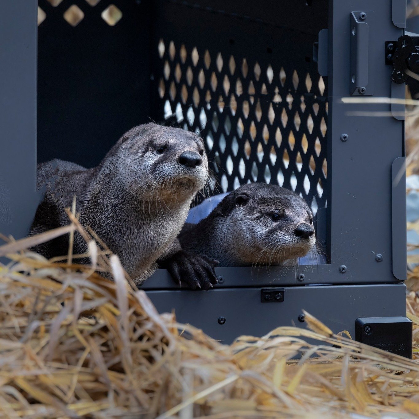 two cute otters