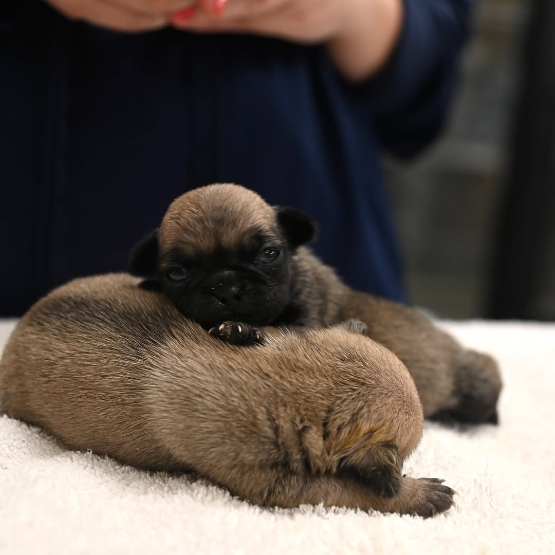 two cute puppies