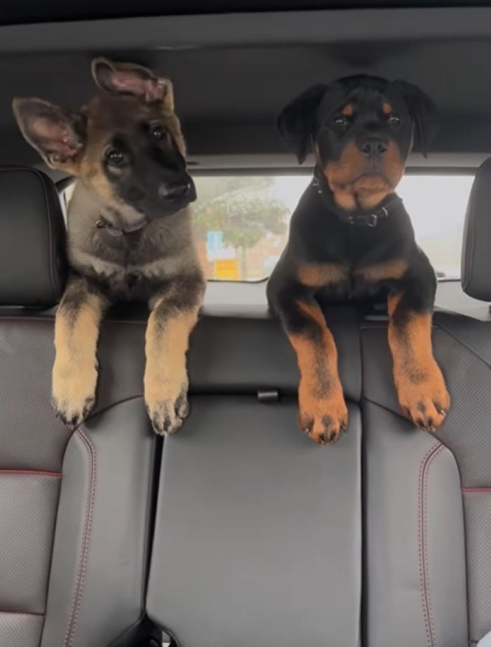 two dogs in car