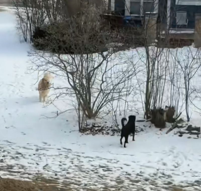 two dogs on the snow