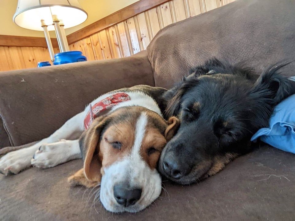 two dogs sleeping together