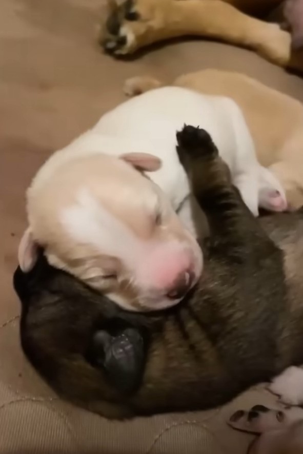 two newborn puppies