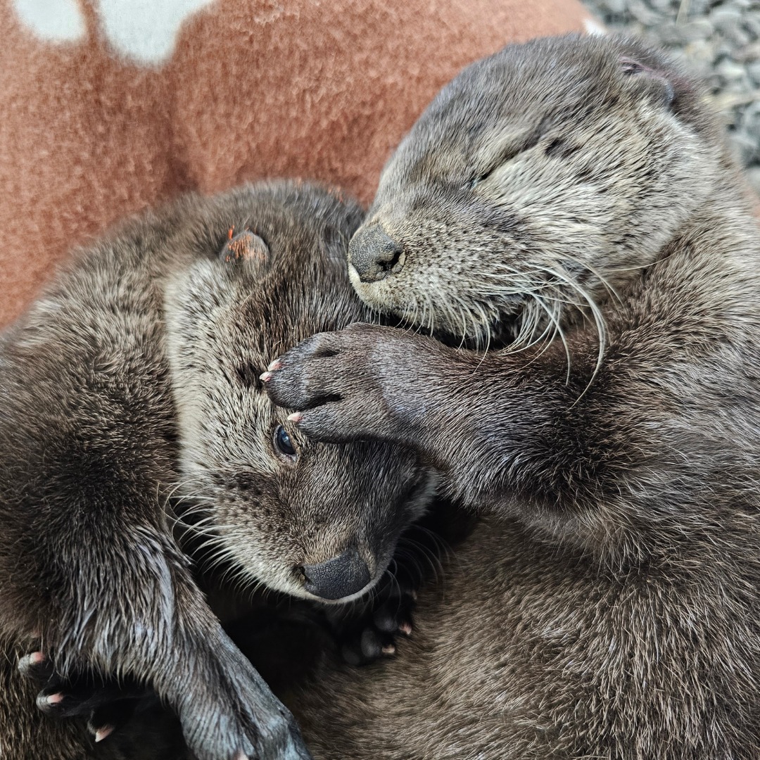 two otters