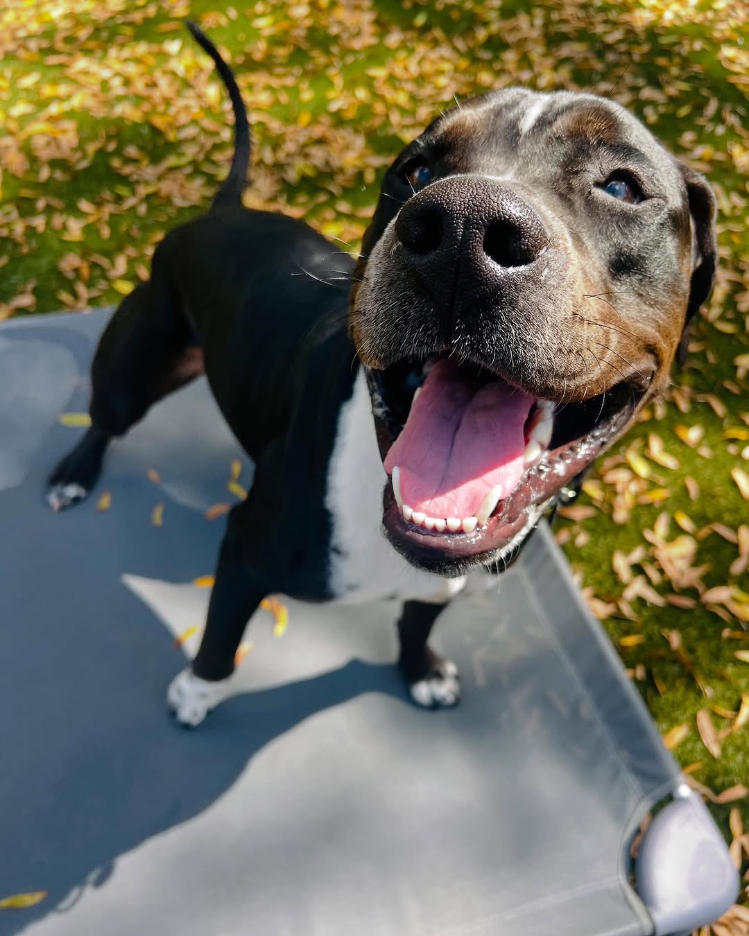 very happy black dog playing outside