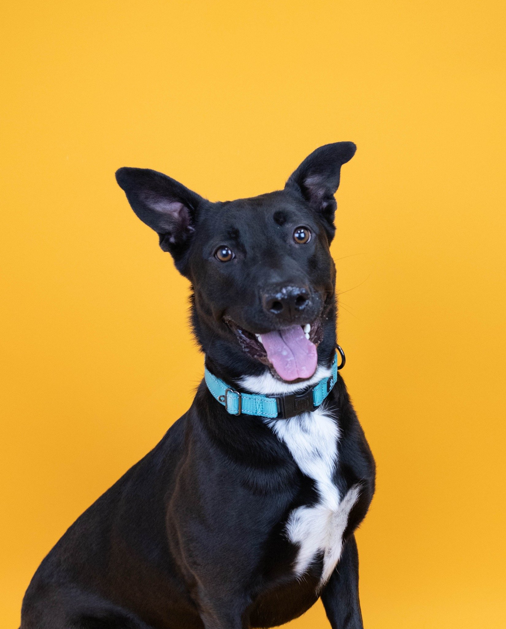 very happy black dog