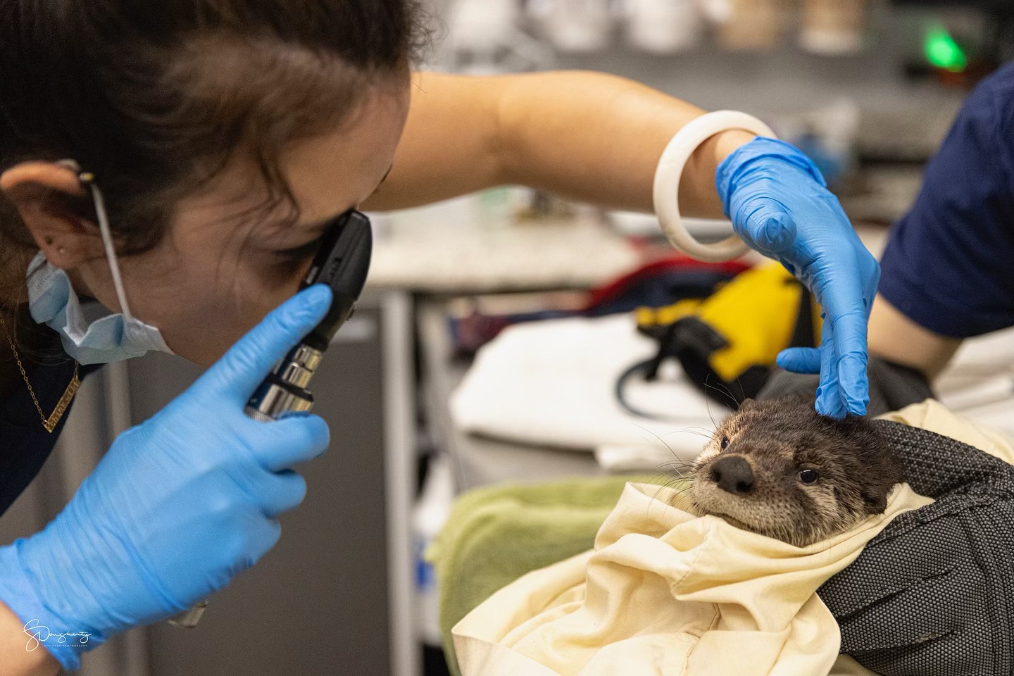 vet and otter