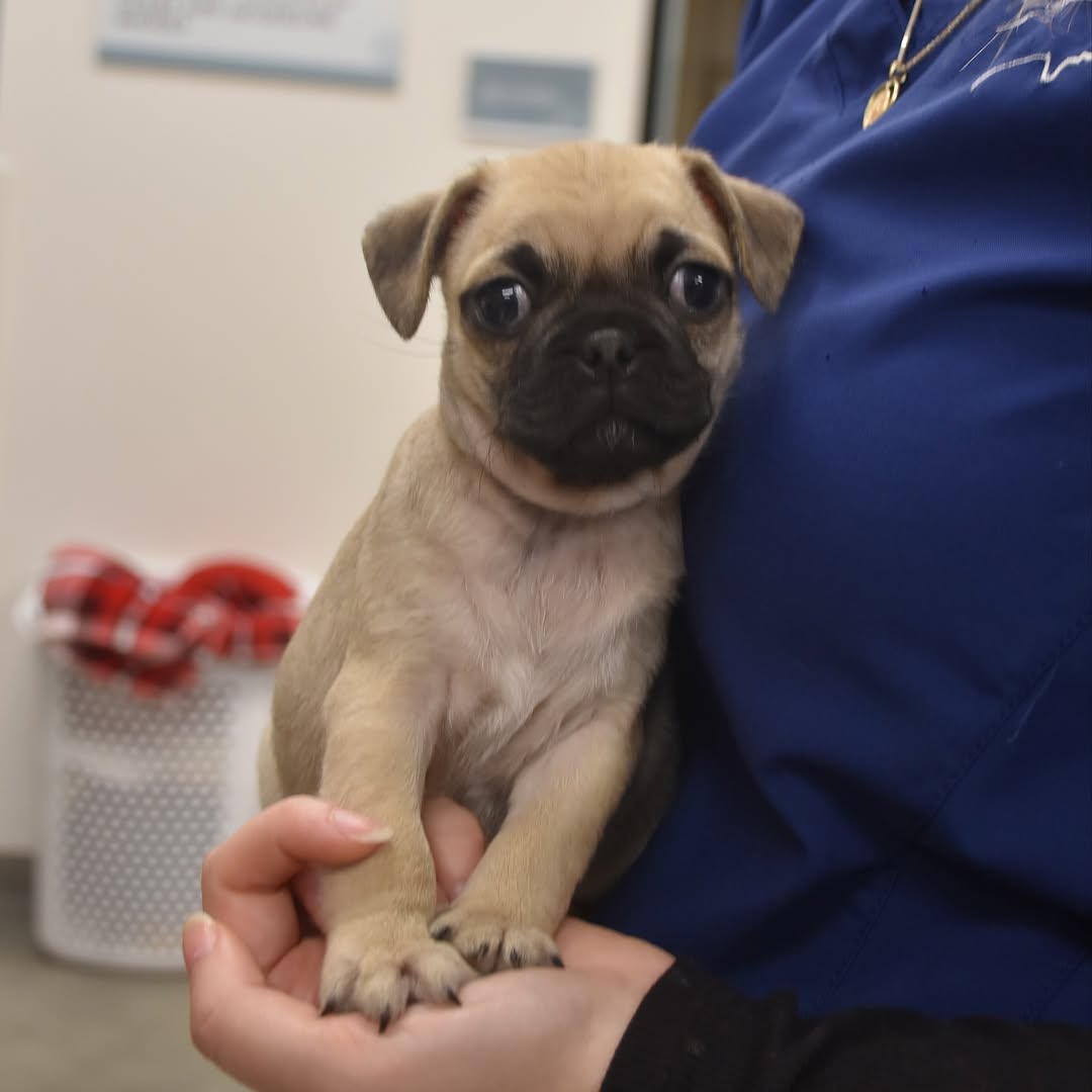 vet holding a dog