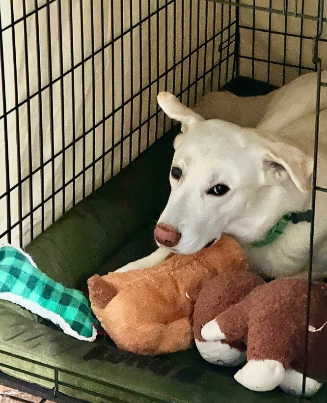 white dog and toy