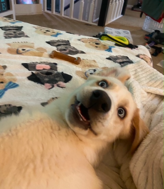 white dog laying on the back