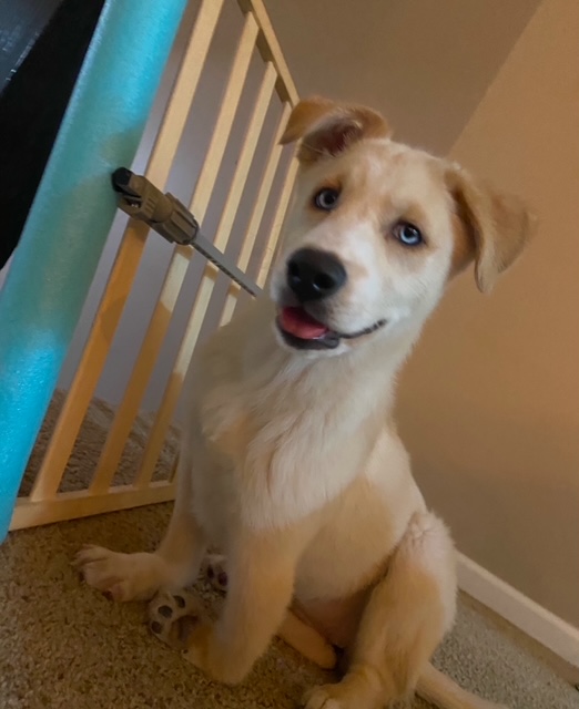 white dog posing for a picture