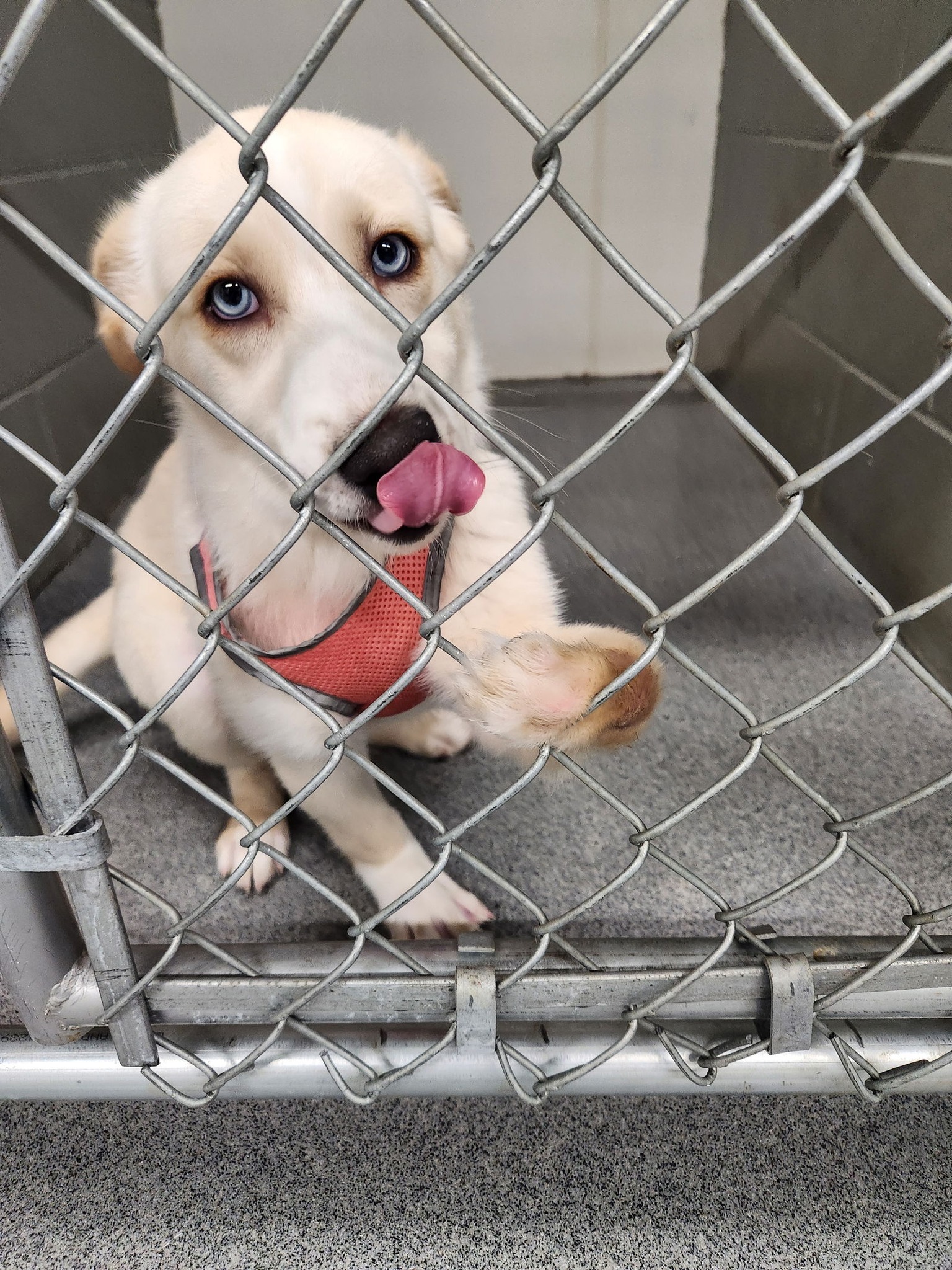 white shelter puppy