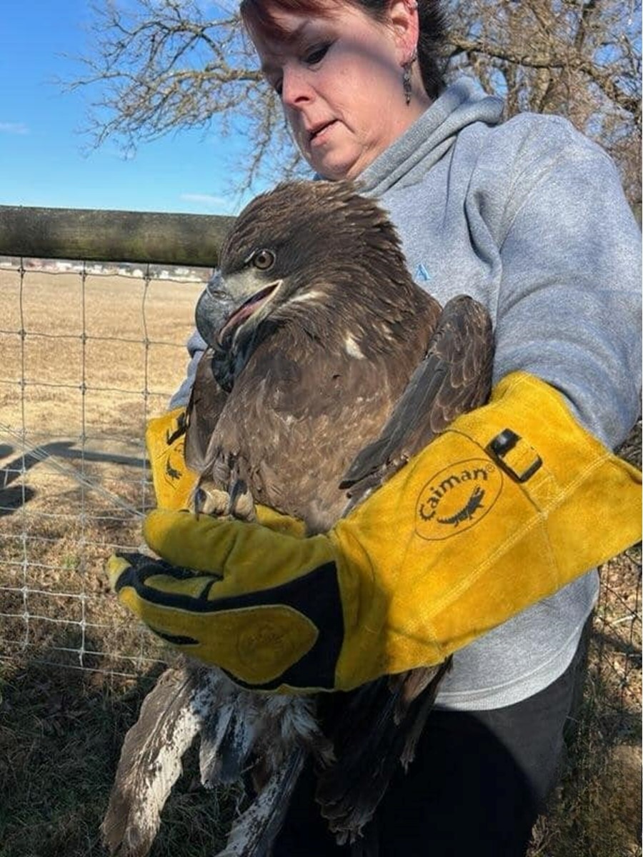 woman holding an eagle