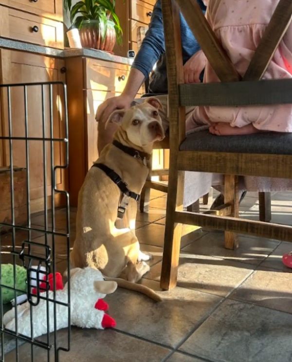 woman petting a brown dog