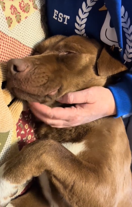 woman petting brown dog