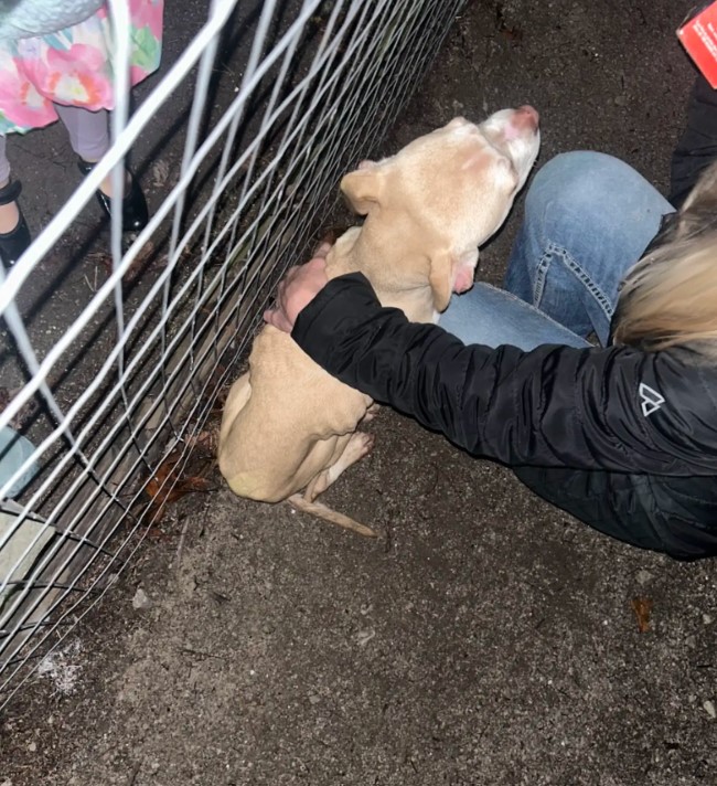 woman playing with dog