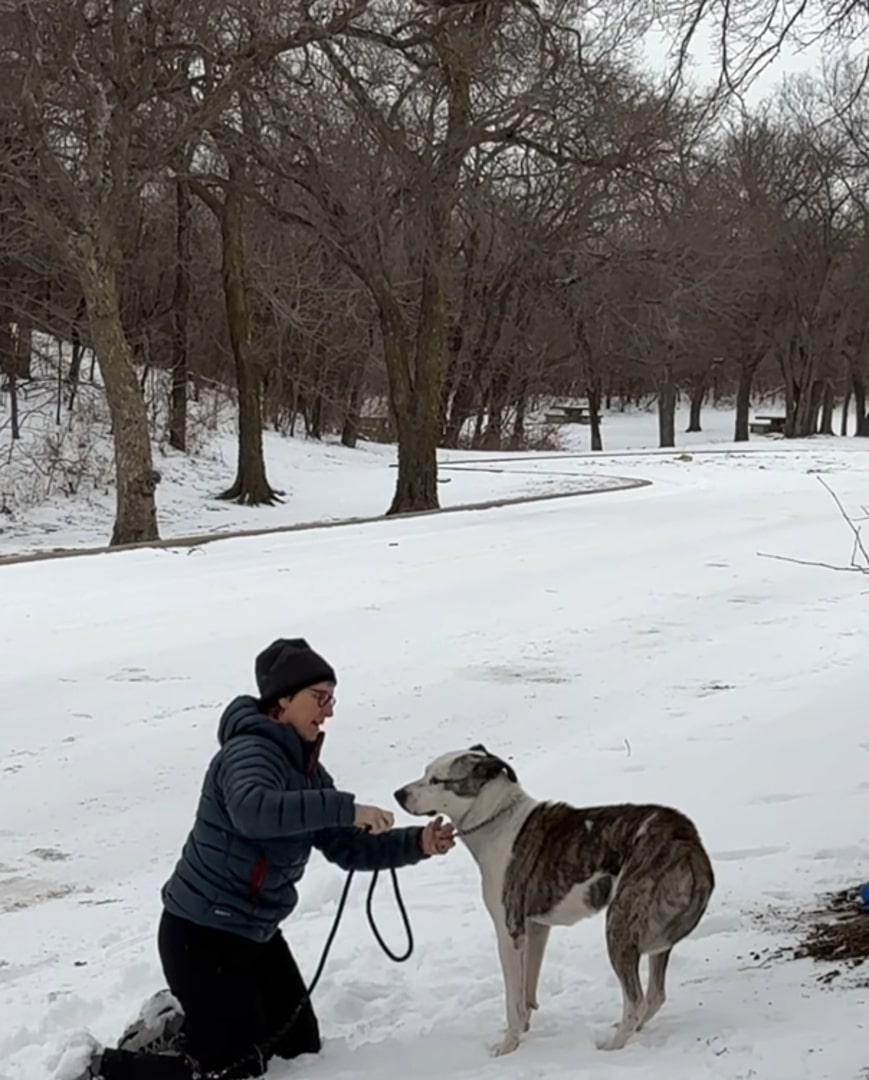 woman putting a leash on dog